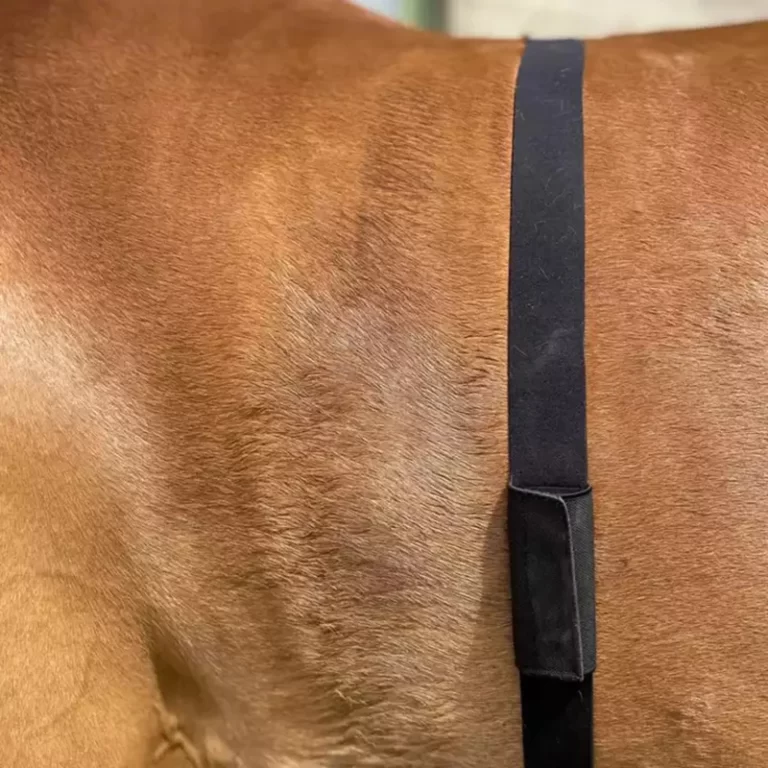 FITCENT-Moniteur de fréquence cardiaque pour cheval, ceinture pour cheval 6